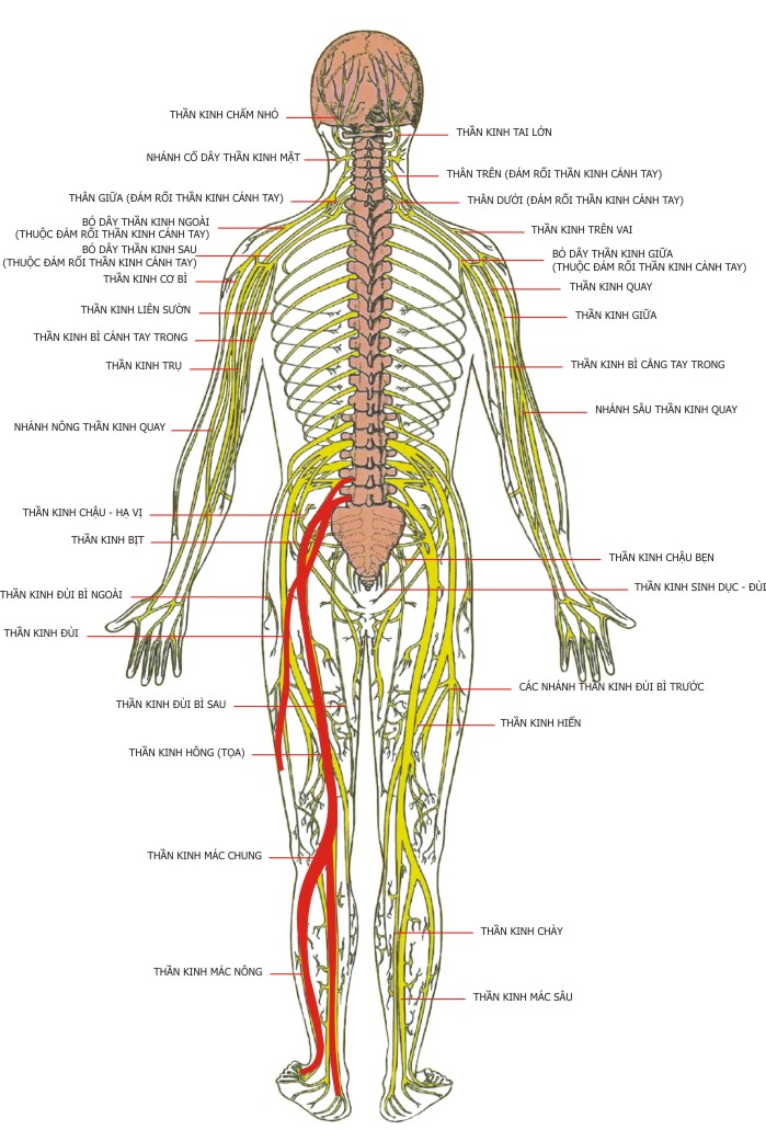 phương pháp chiropractic là gì