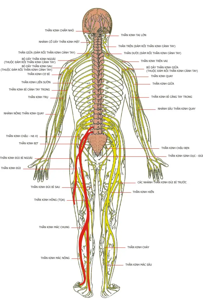 Điều Trị và Phục Hồi Chức Năng