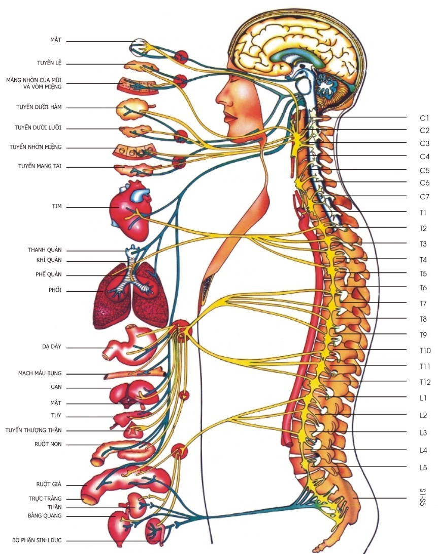 phương pháp chiropractic là gì